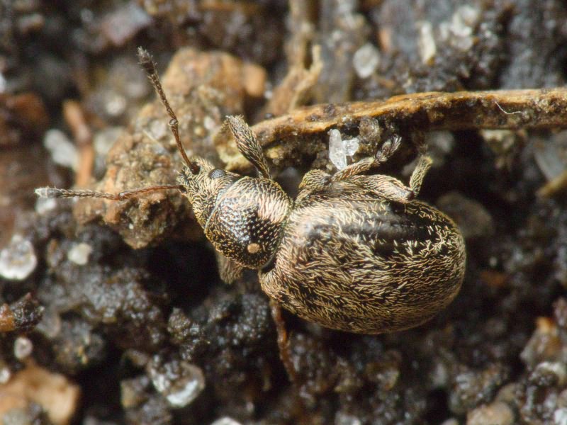 Omias verruca Steven, 1829